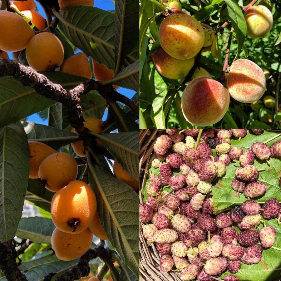 ליפארי Lauricella Bed And Breakfast מראה חיצוני תמונה